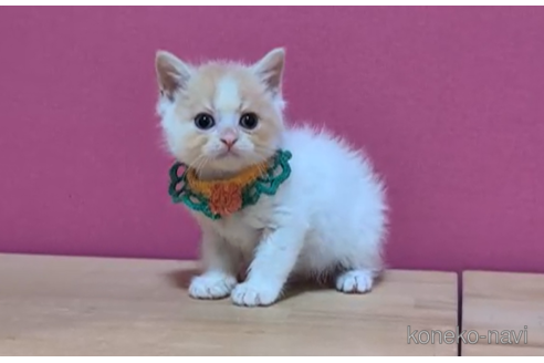 成約済の東京都のマンチカン-105341の2枚目